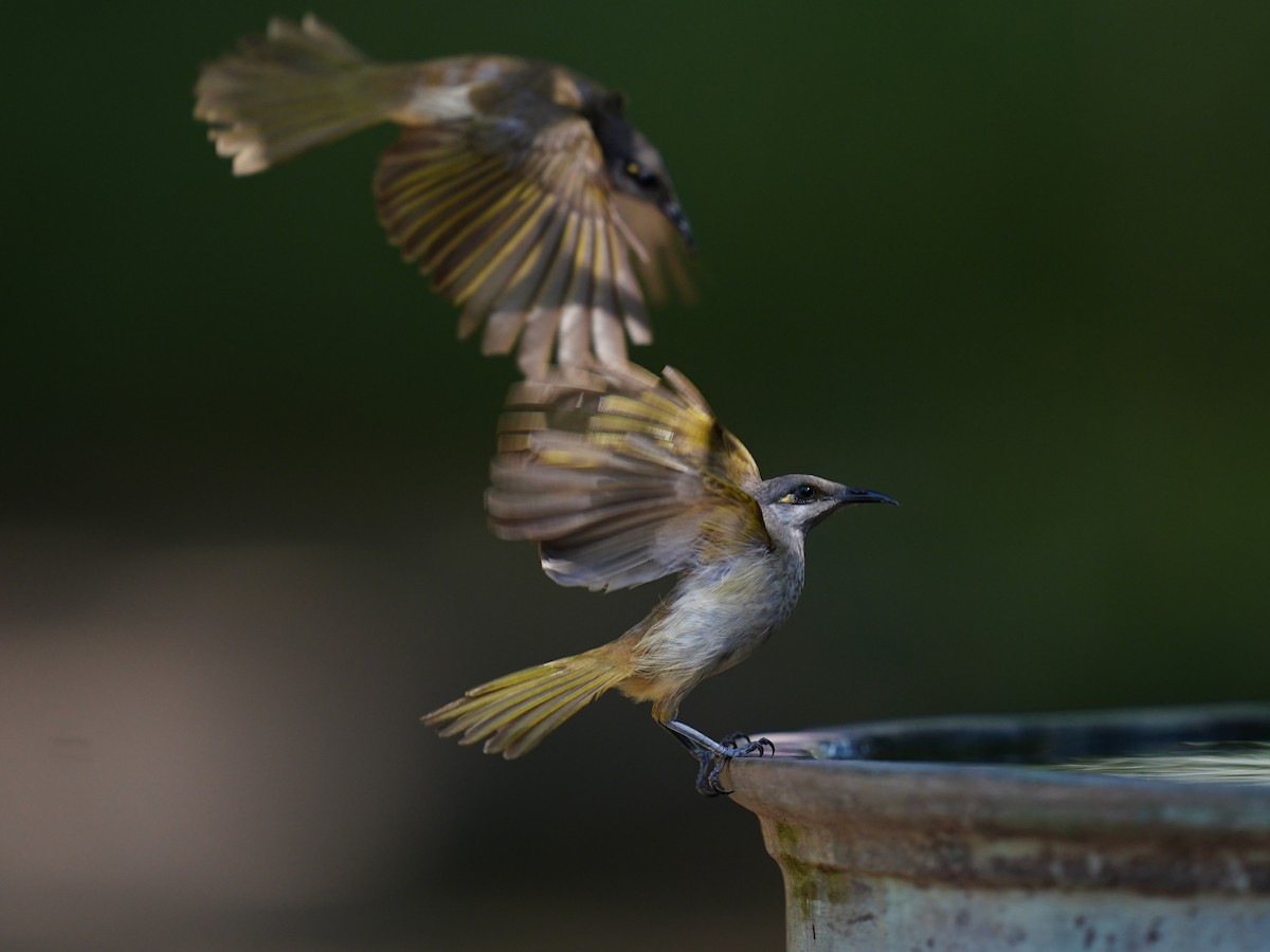 Brown Honeyeater - ML620668950