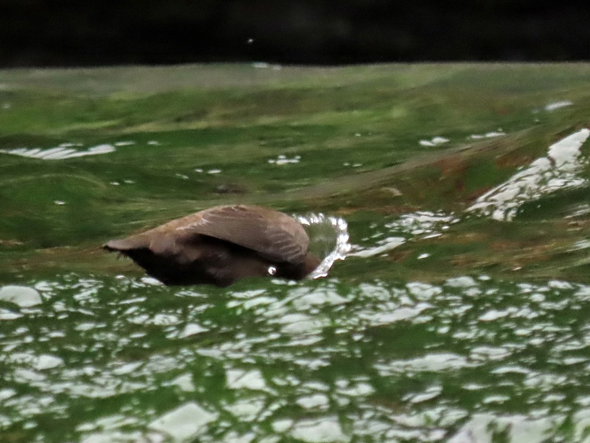 Brown Dipper - ML620668955