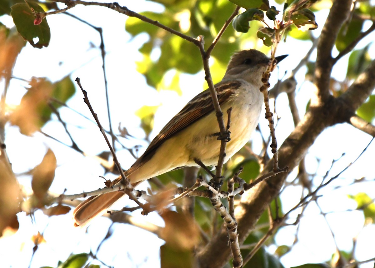 Ash-throated Flycatcher - ML620668960