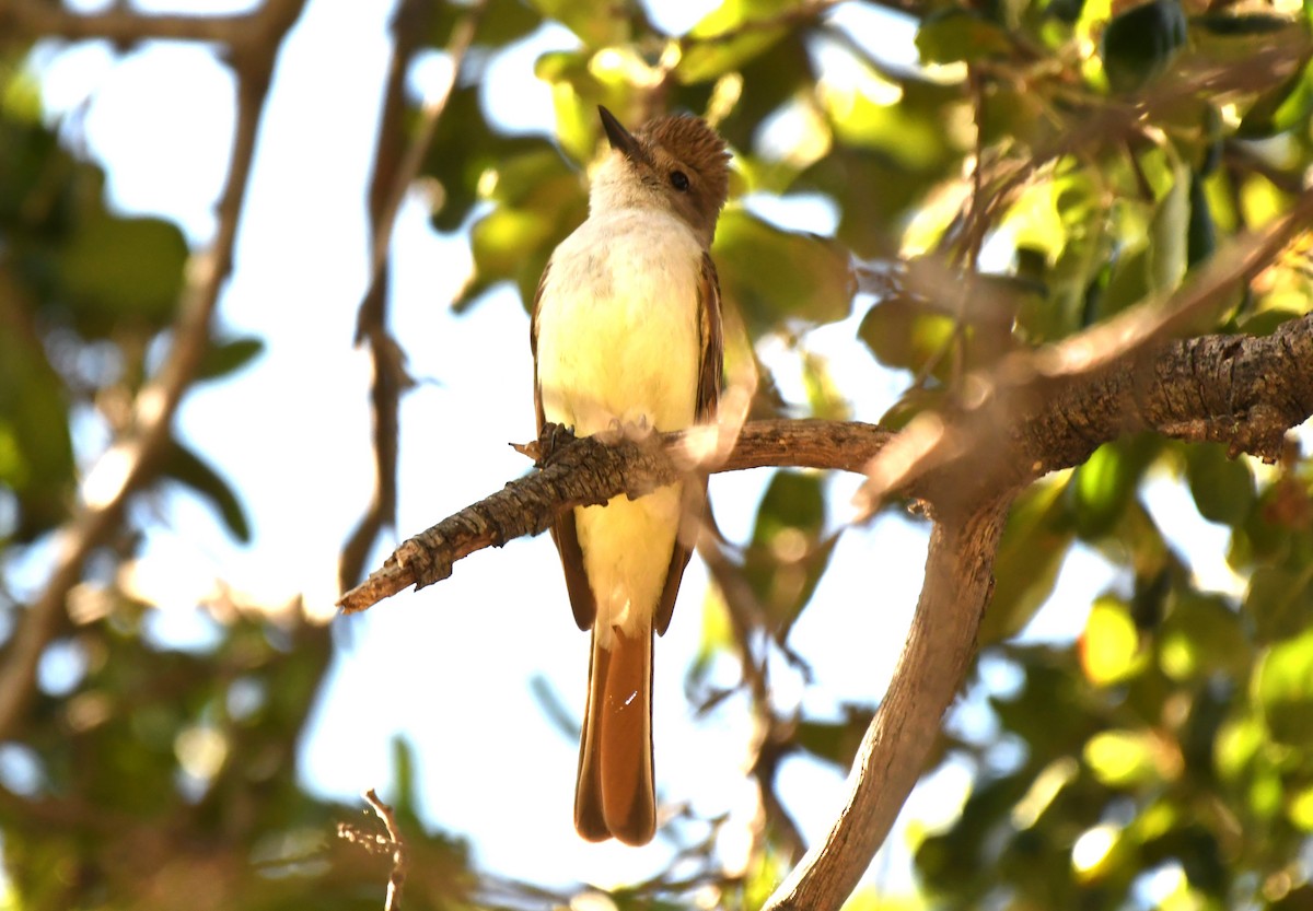 Ash-throated Flycatcher - ML620668962