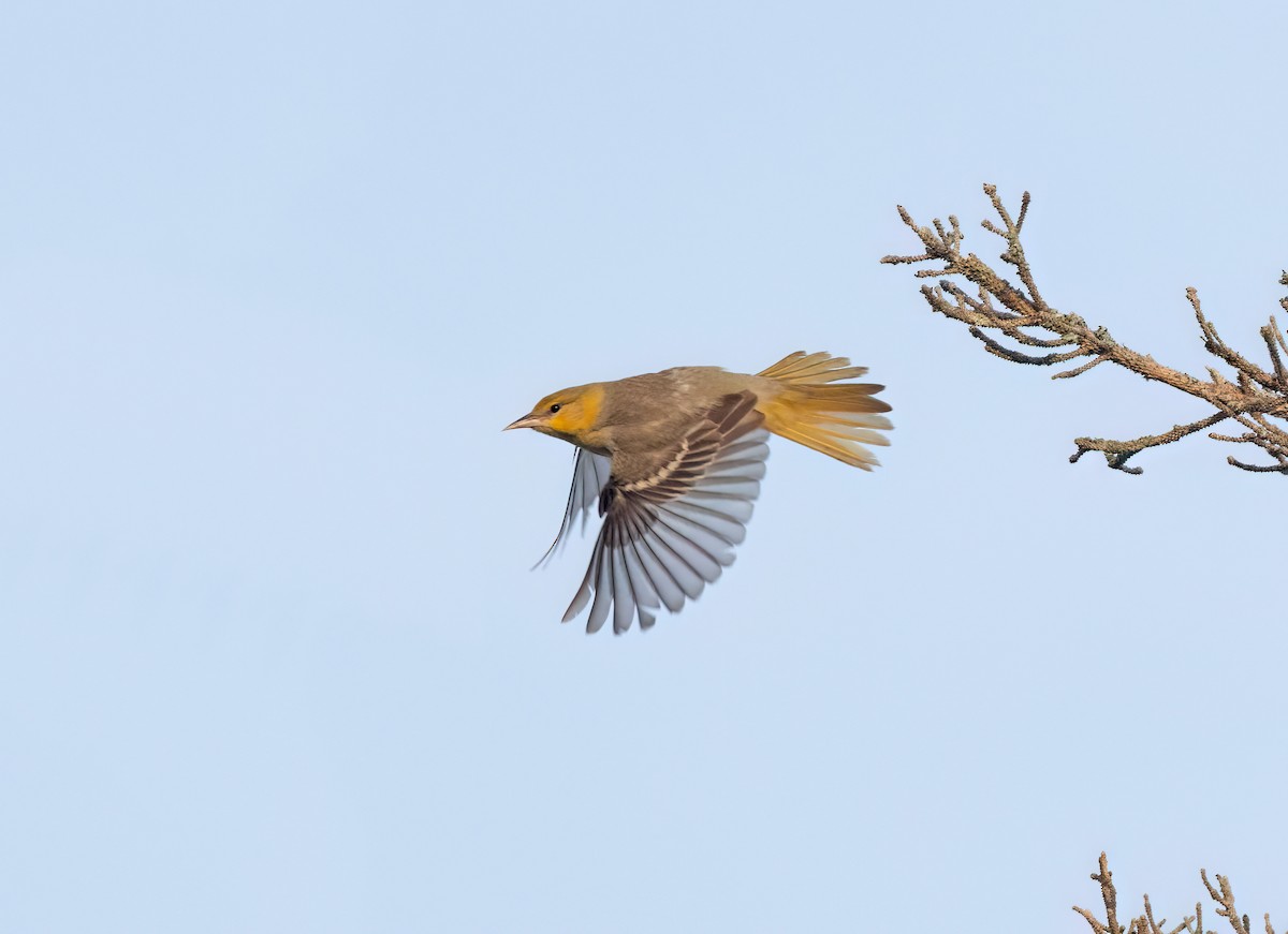 Bullock's Oriole - ML620668963