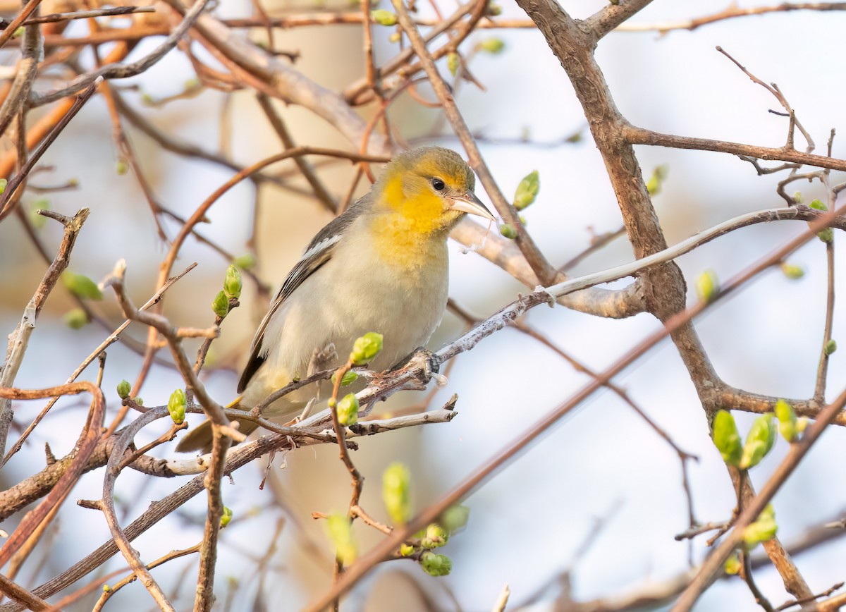 Bullock's Oriole - ML620668966