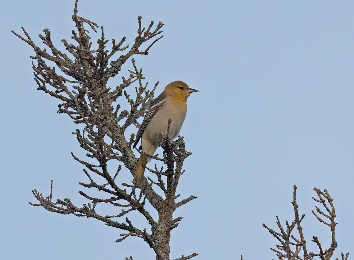 Bullock's Oriole - ML620668967