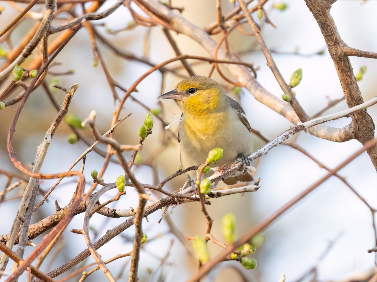 Bullock's Oriole - ML620668968