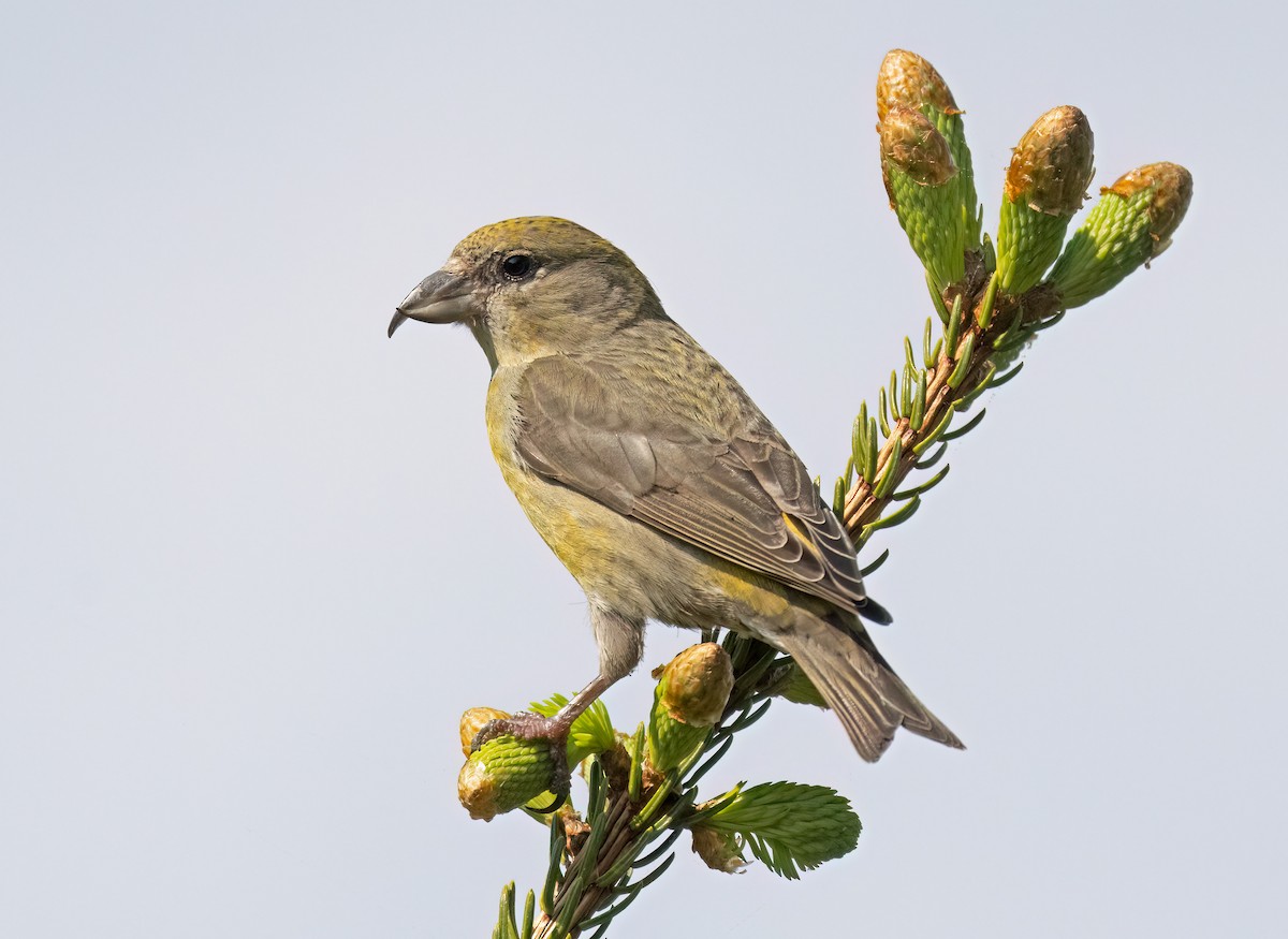 Red Crossbill - ML620668971