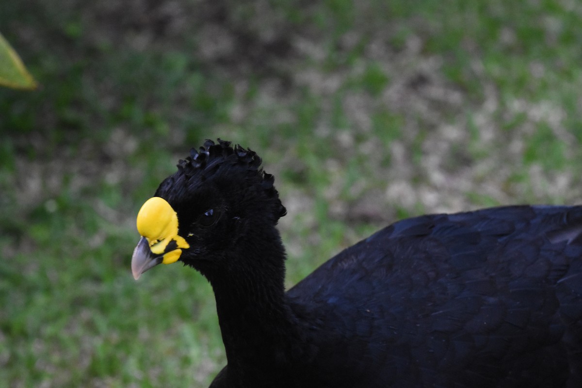 Great Curassow - ML620668972