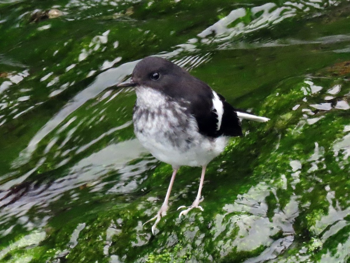 Little Forktail - ML620668973