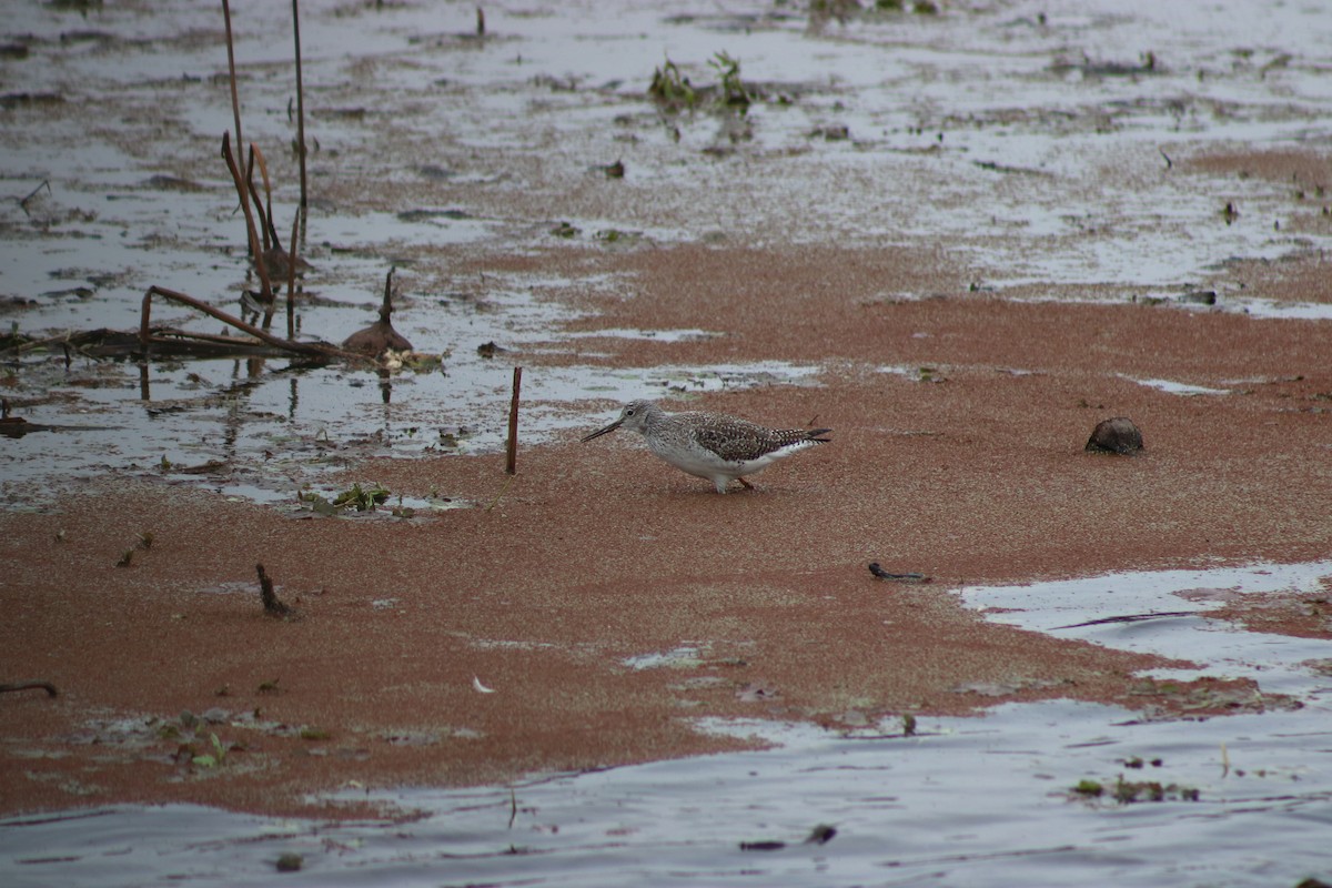 Lesser Yellowlegs - ML620668975