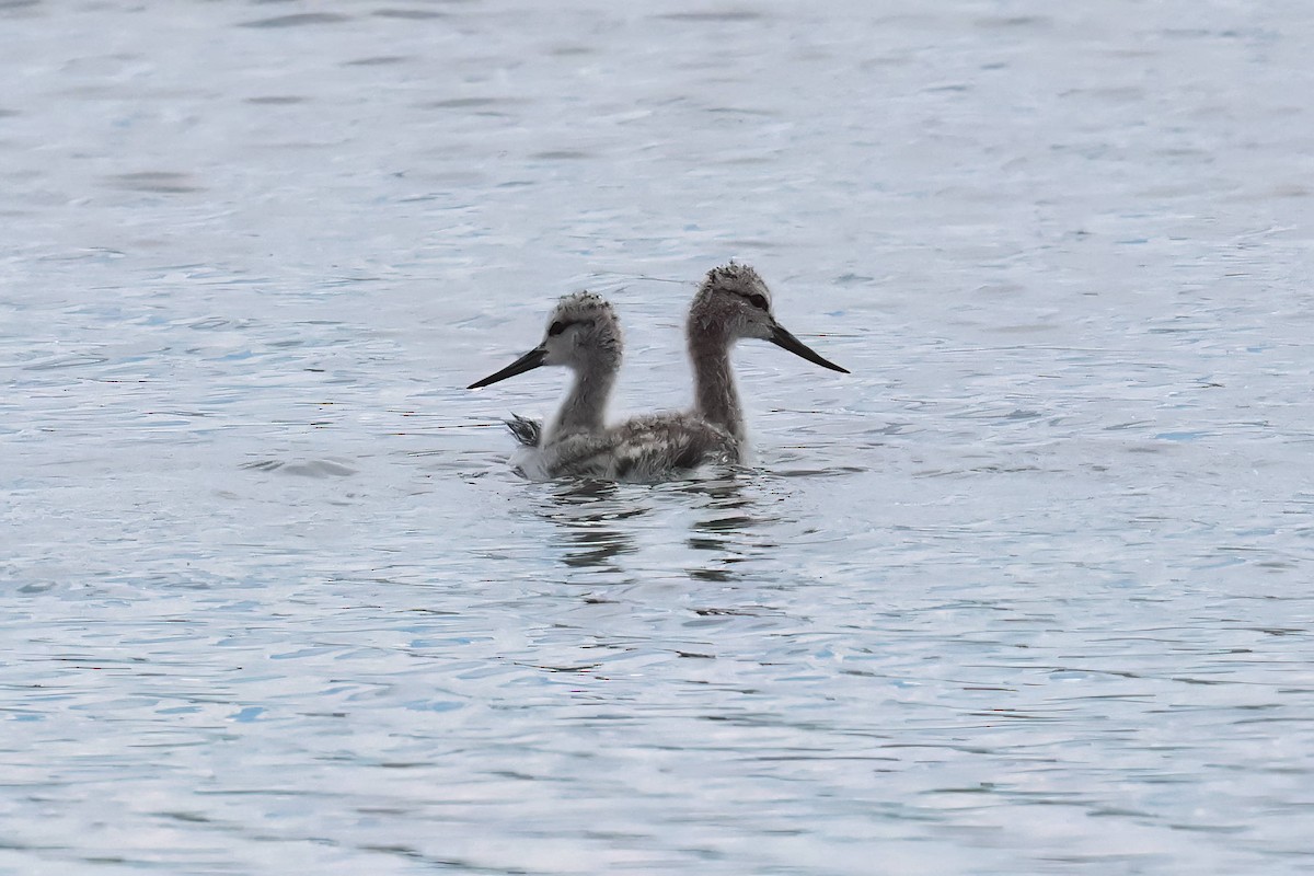 Avocette d'Amérique - ML620668977