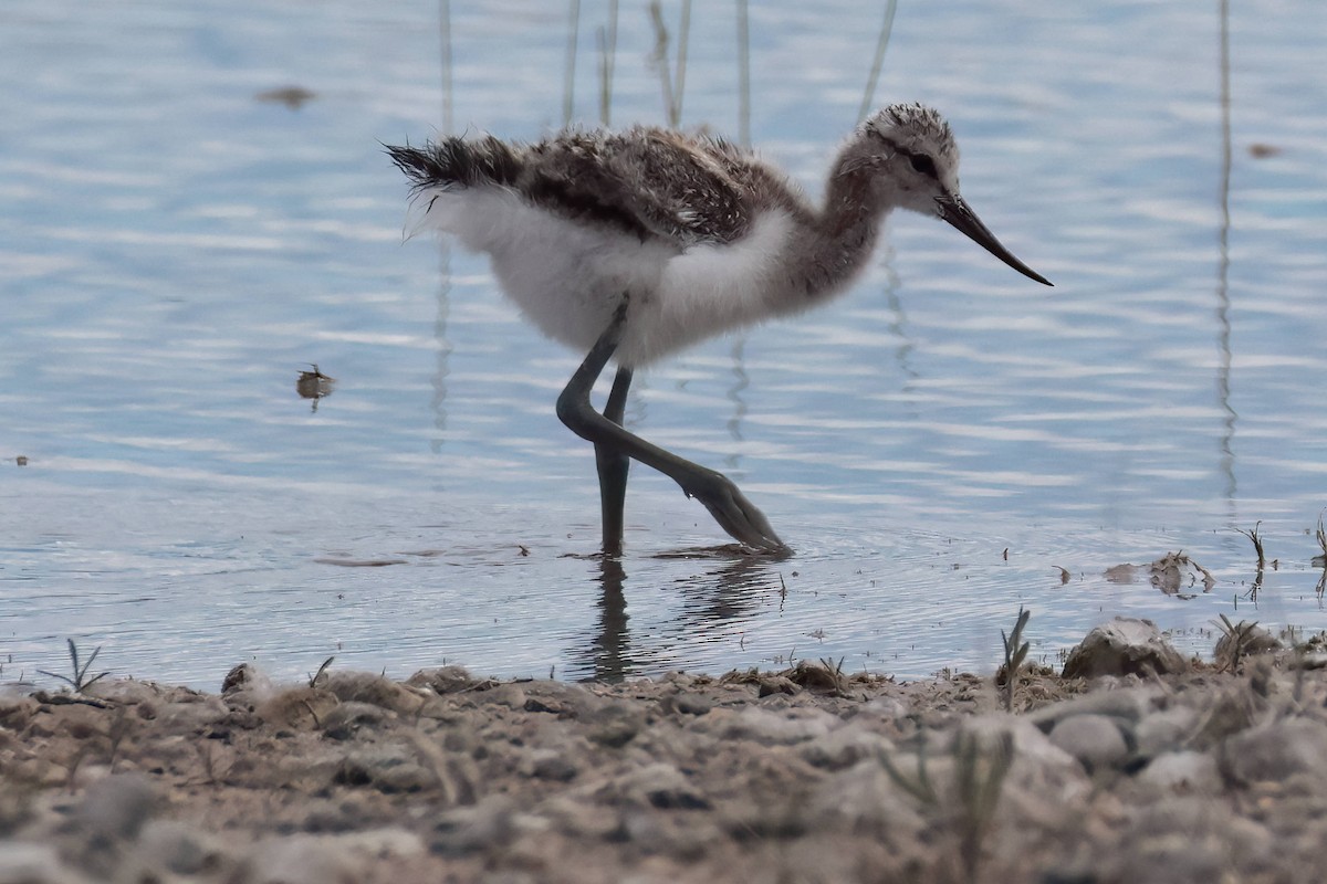 Avocette d'Amérique - ML620668978