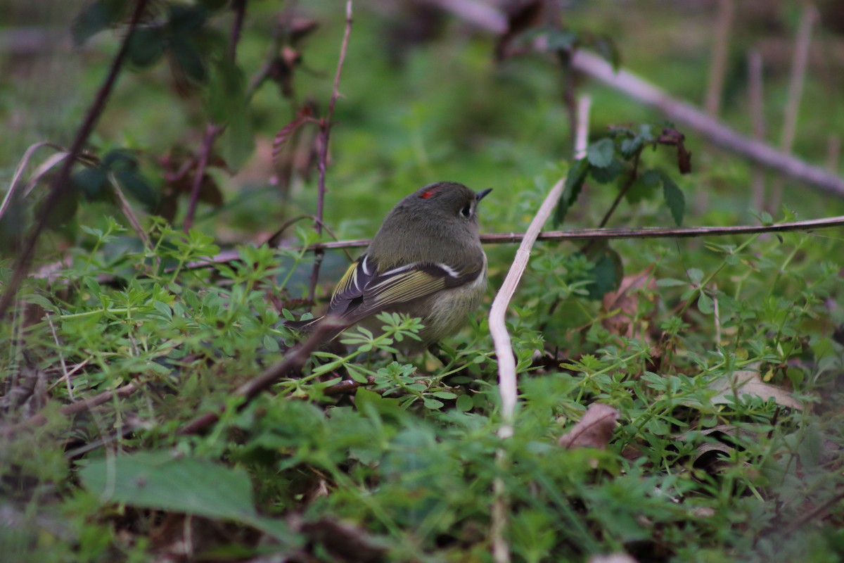 Ruby-crowned Kinglet - ML620668980