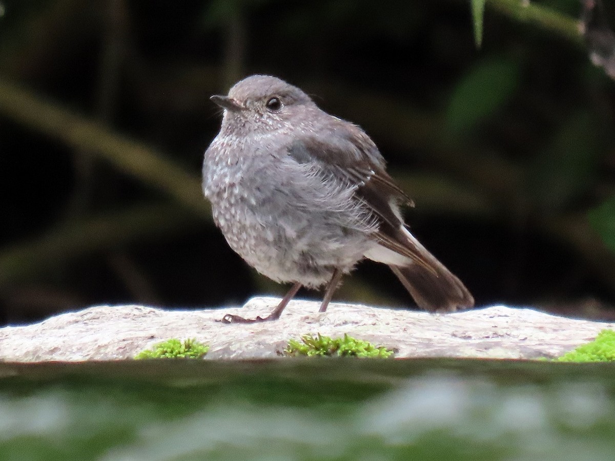 Plumbeous Redstart - ML620668981