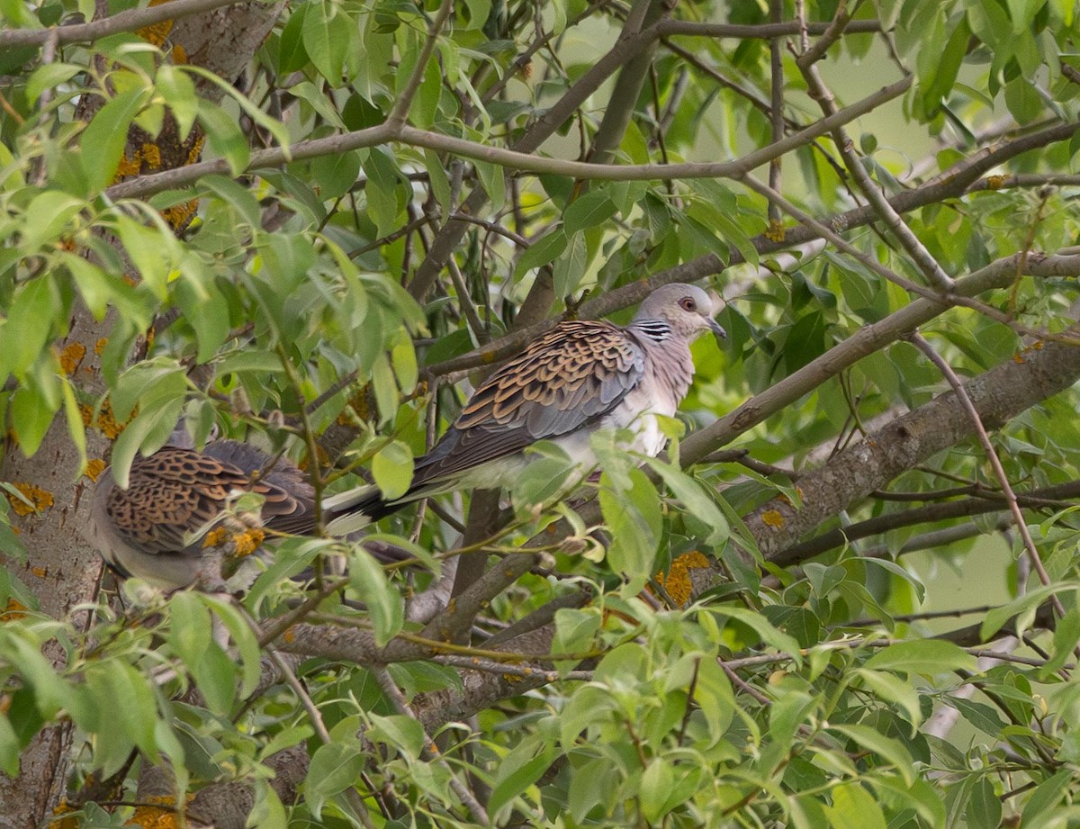 European Turtle-Dove - ML620668983