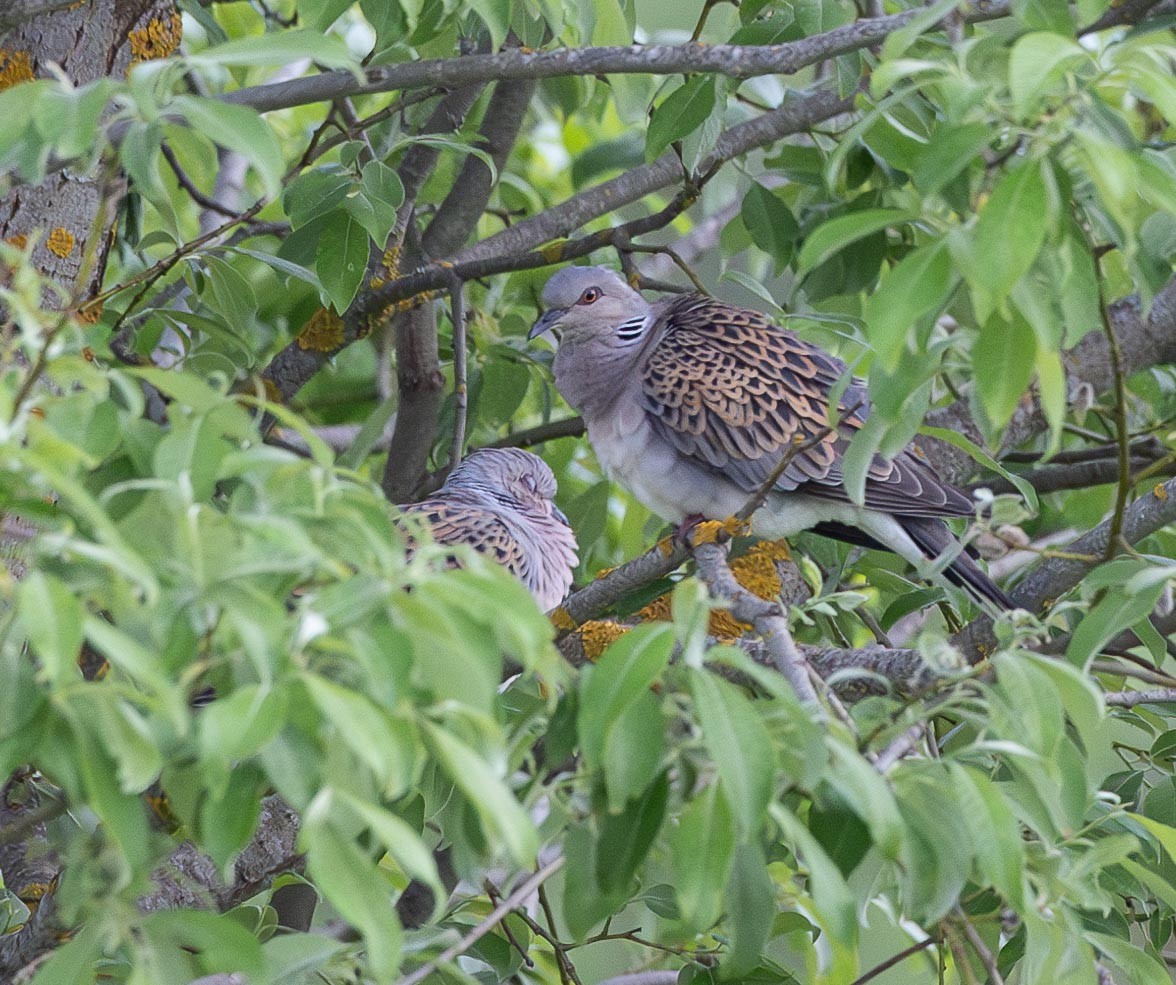 European Turtle-Dove - ML620668984