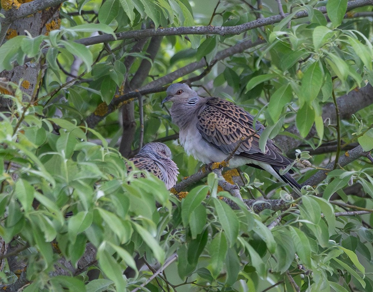 European Turtle-Dove - ML620668985