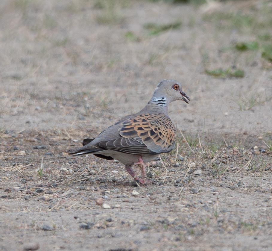 European Turtle-Dove - ML620668986