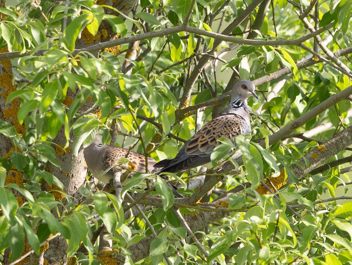 European Turtle-Dove - ML620668988