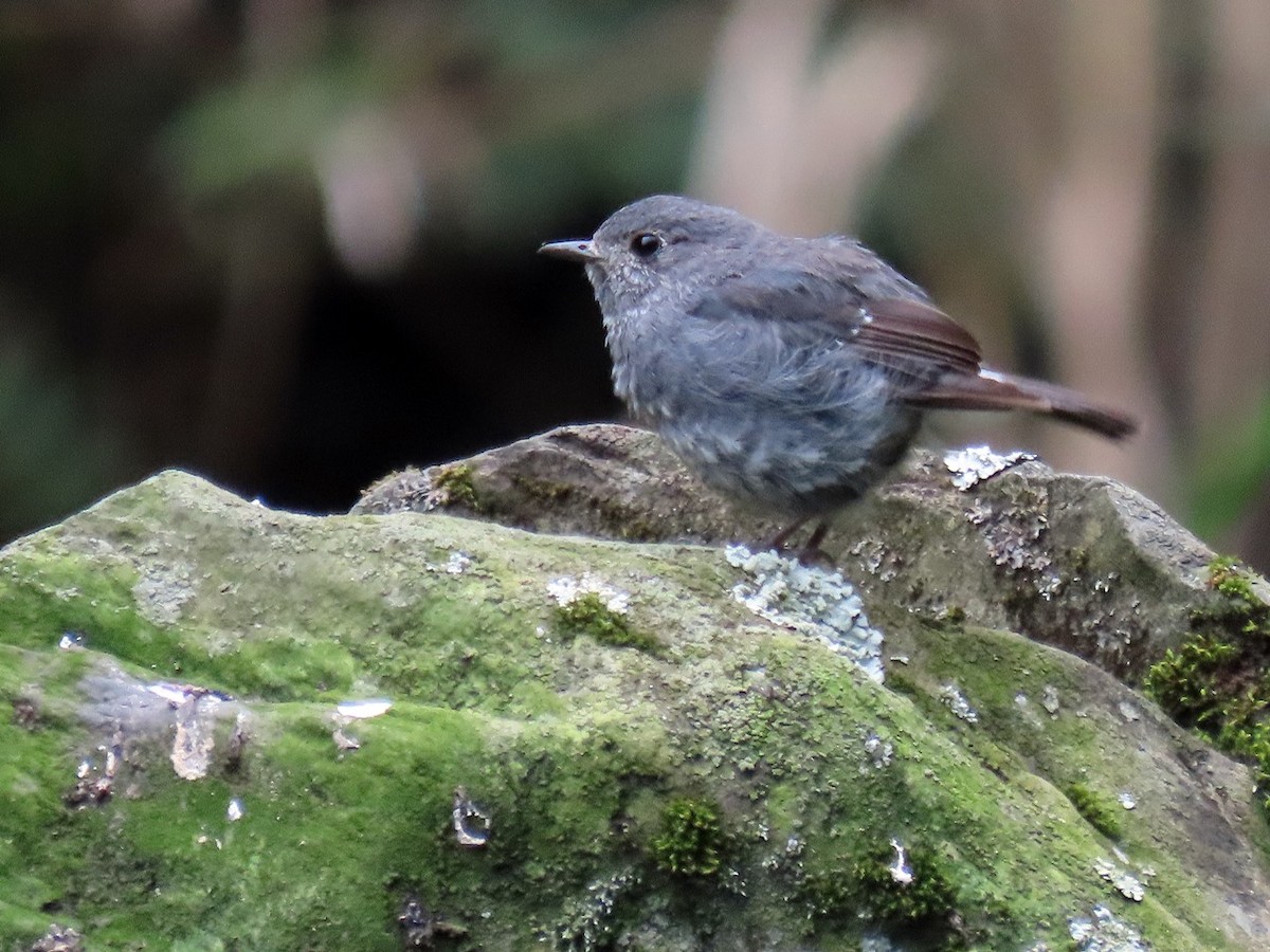 Plumbeous Redstart - ML620668989