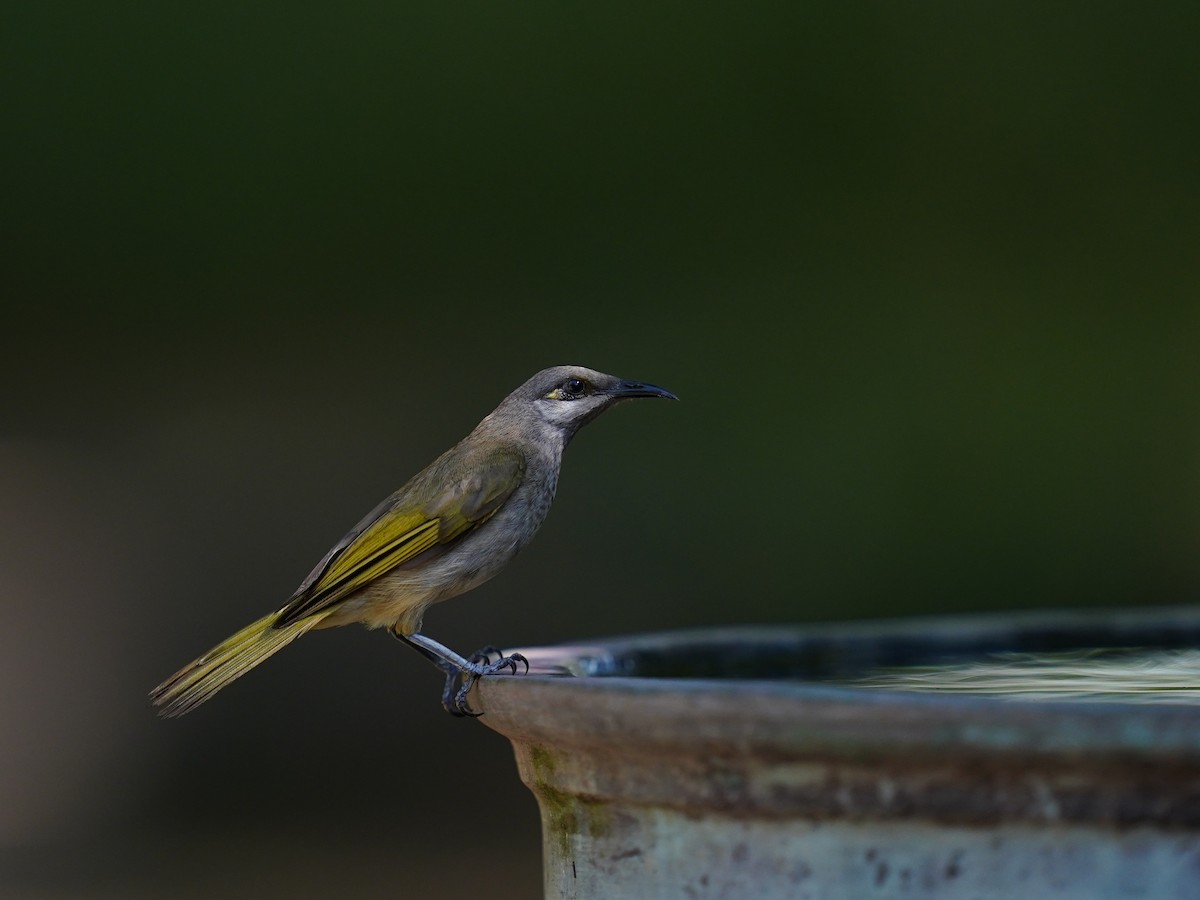 Brown Honeyeater - ML620668990