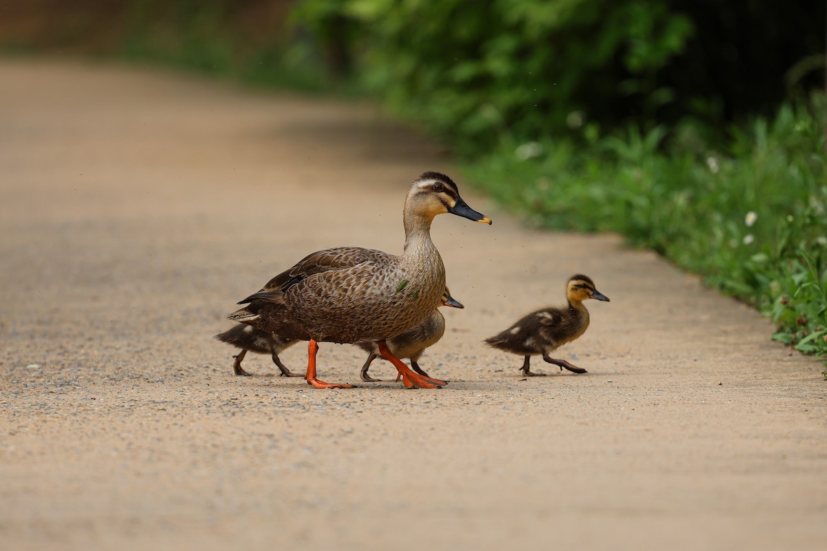 Canard de Chine - ML620668993