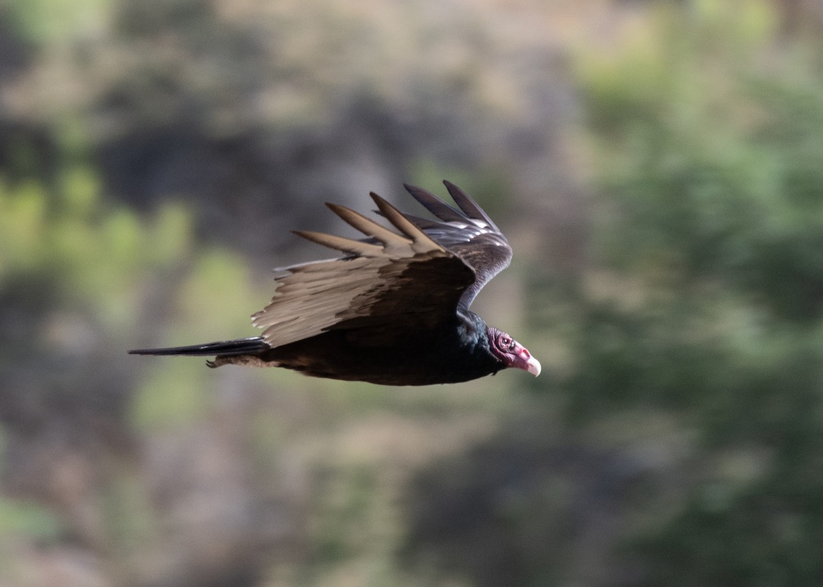 Urubu à tête rouge - ML620668994