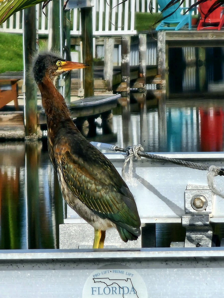 Green Heron - ML620669002