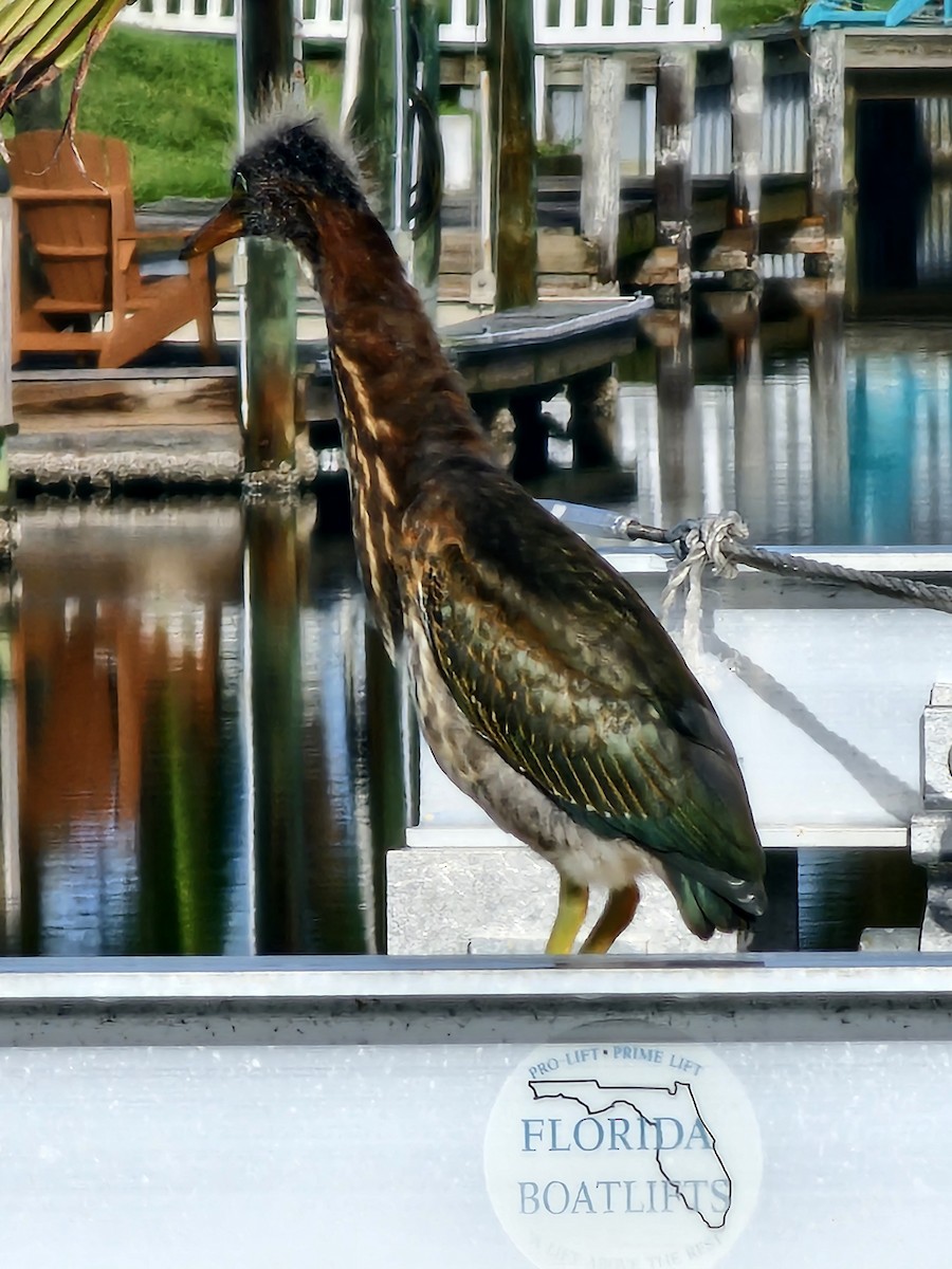 Green Heron - Martin Mann