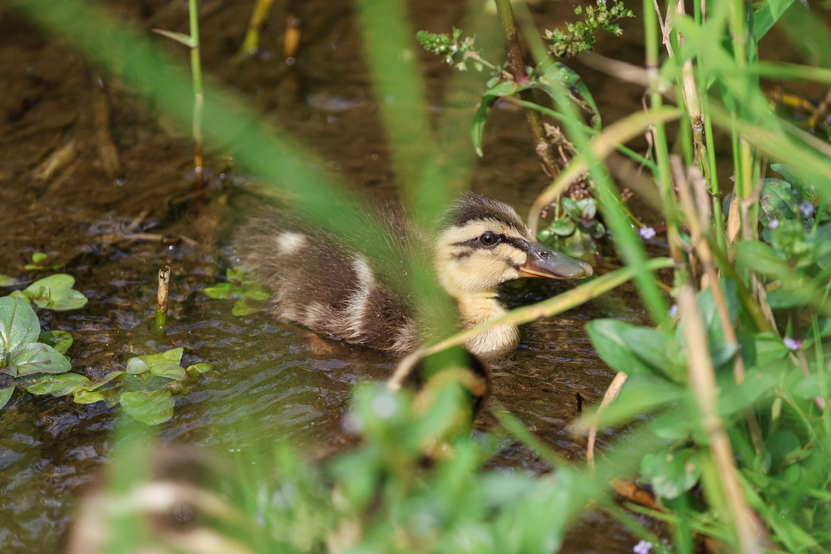 Eastern Spot-billed Duck - ML620669004