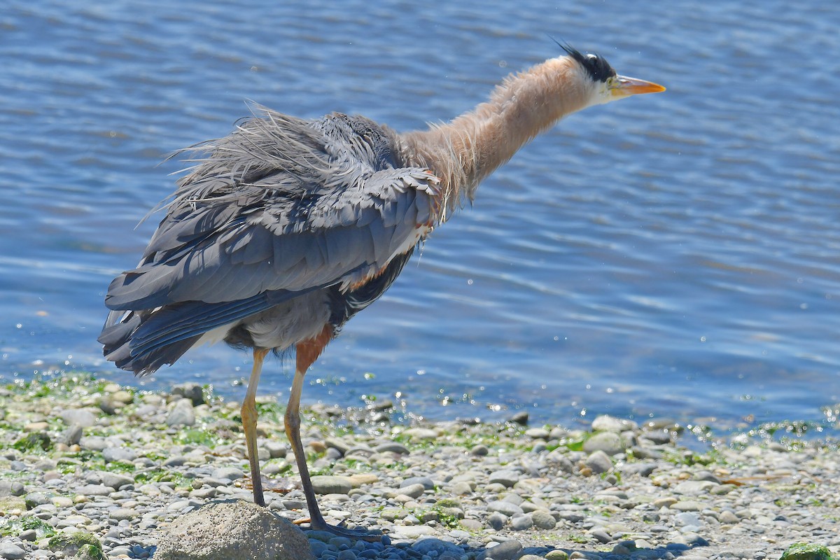 Great Blue Heron (Great Blue) - ML620669005