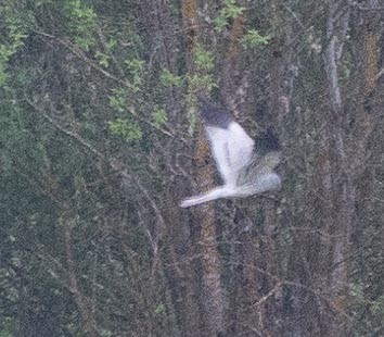 Pallid Harrier - ML620669007