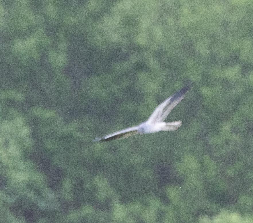 Pallid Harrier - ML620669008