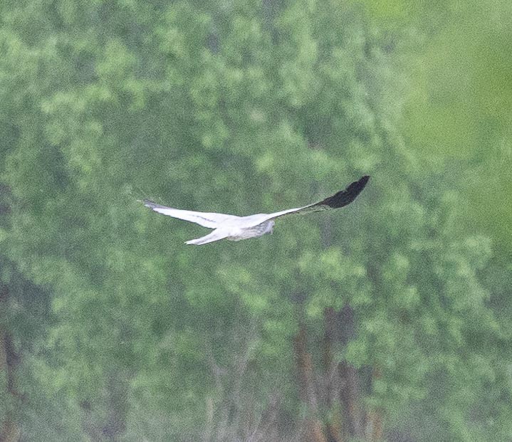 Pallid Harrier - ML620669009