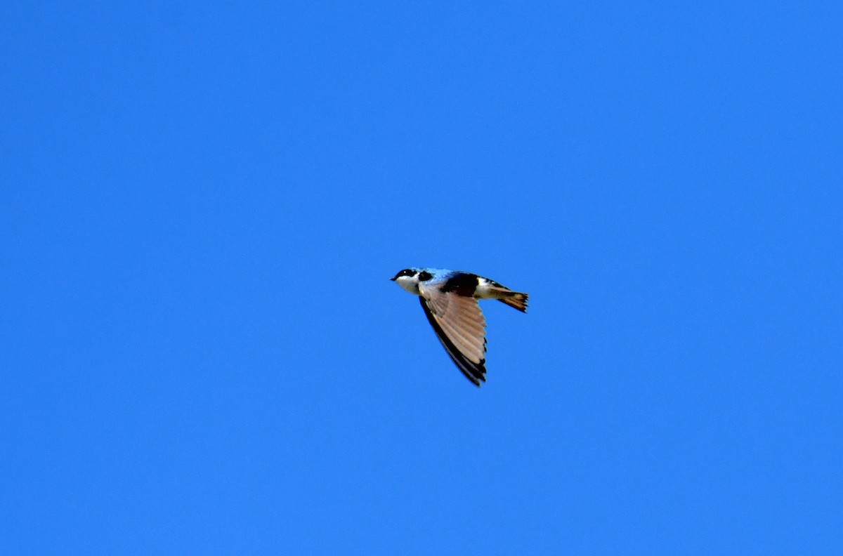 Golondrina Bicolor - ML620669010