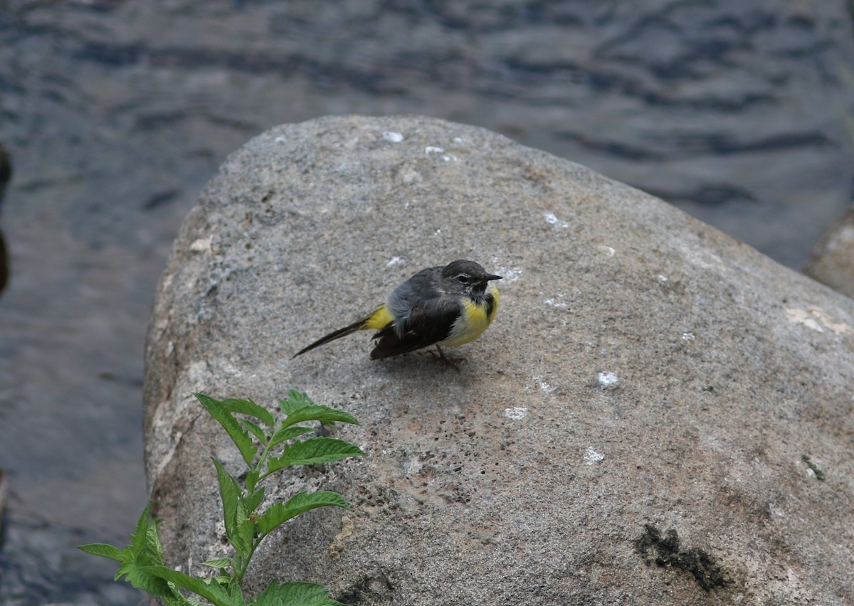 Gray Wagtail - ML620669012