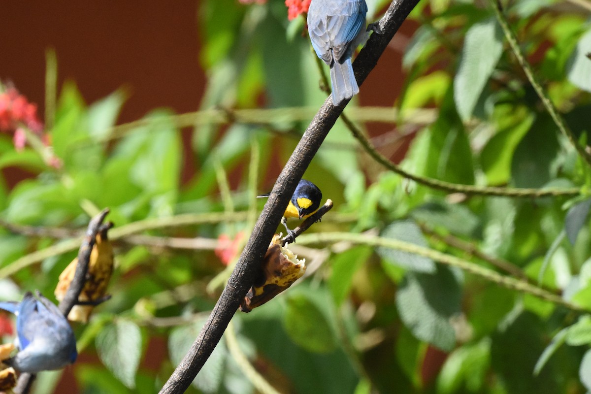 Yellow-throated Euphonia - ML620669013