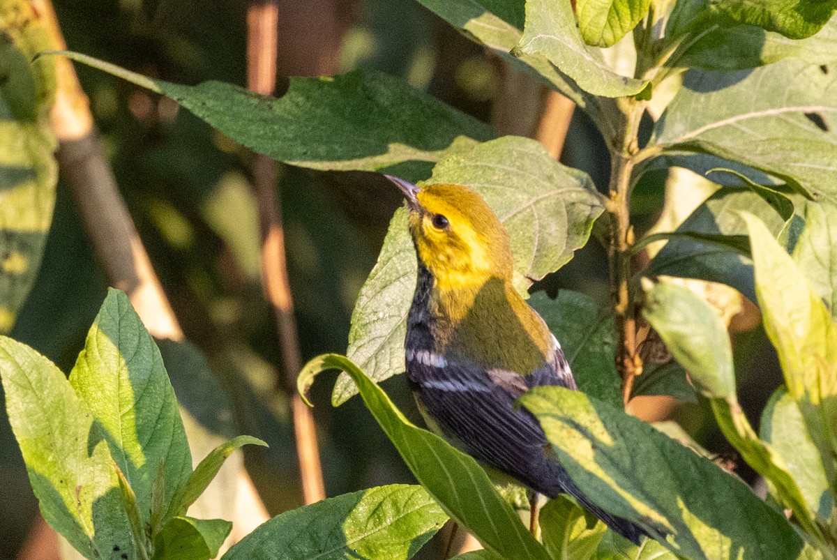 Black-throated Green Warbler - ML620669016