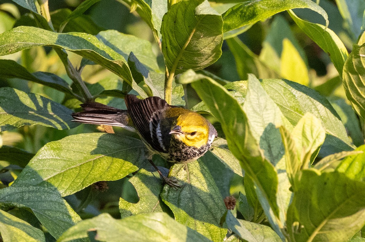 Grünmantel-Waldsänger - ML620669017