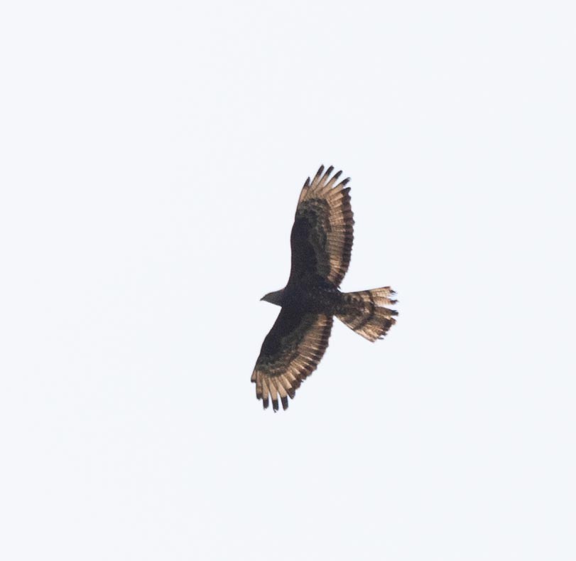 European Honey-buzzard - ML620669021