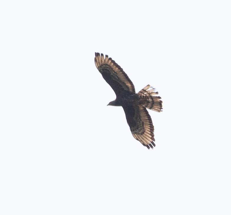 European Honey-buzzard - Sergey Krasnoperov