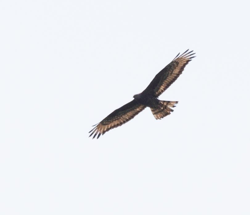 European Honey-buzzard - ML620669023