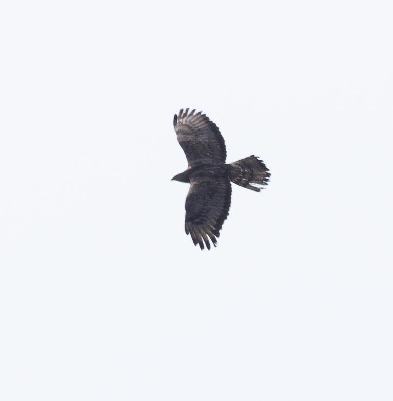 European Honey-buzzard - ML620669024