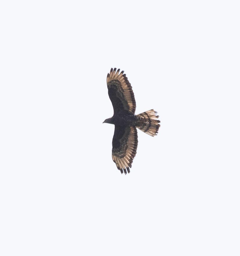 European Honey-buzzard - ML620669025