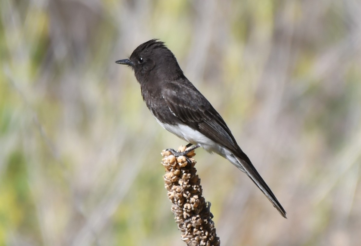 Black Phoebe - ML620669027