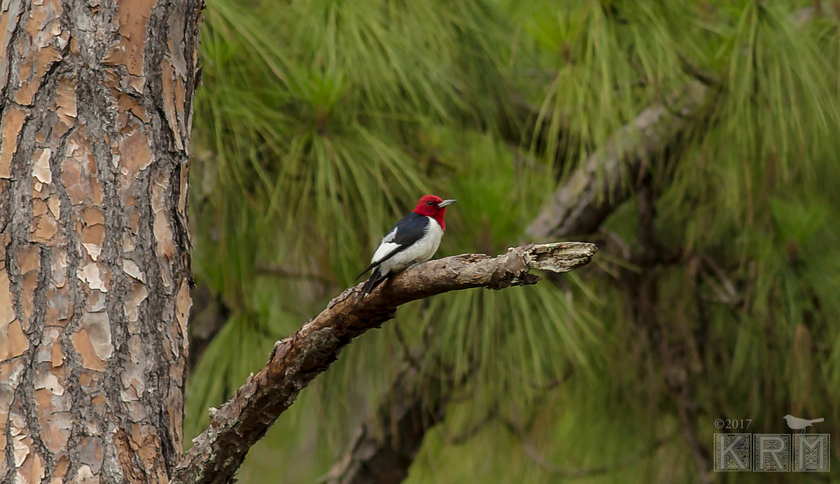 Red-headed Woodpecker - ML620669029