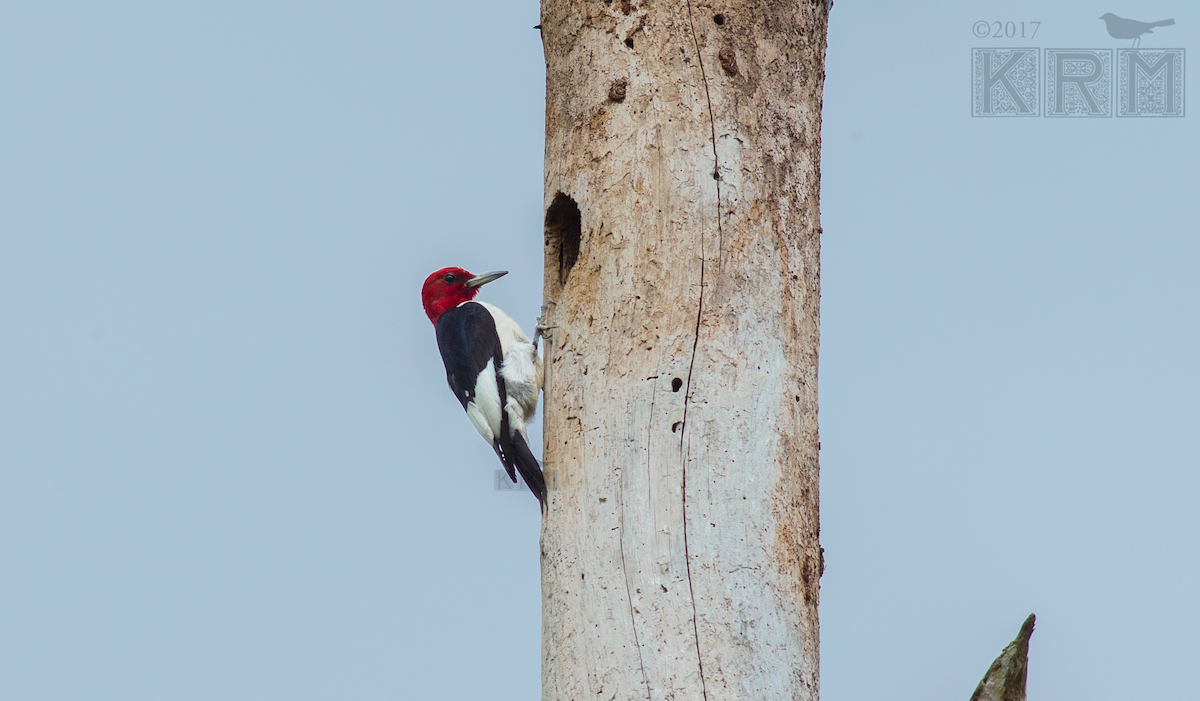 Red-headed Woodpecker - ML620669030