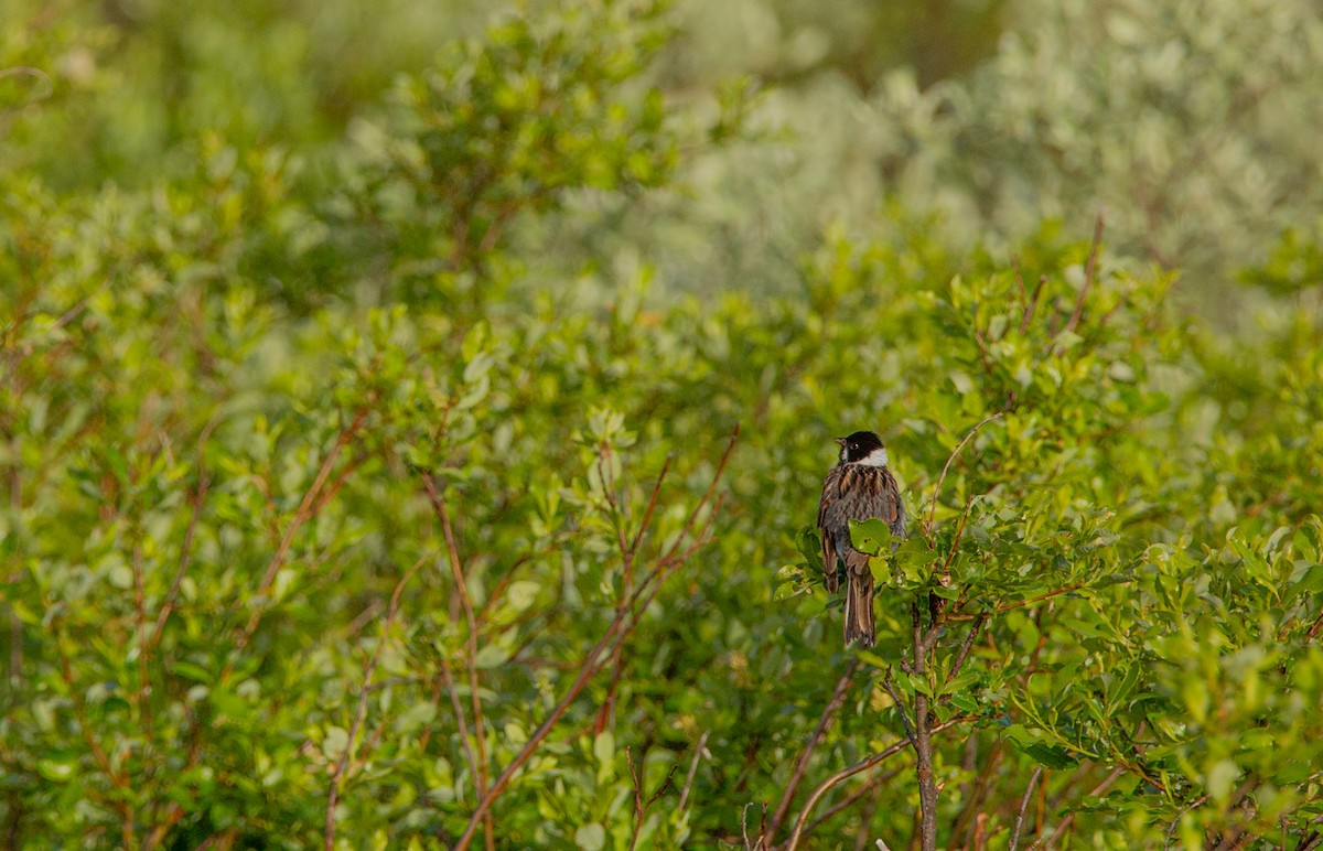 Reed Bunting - ML620669035