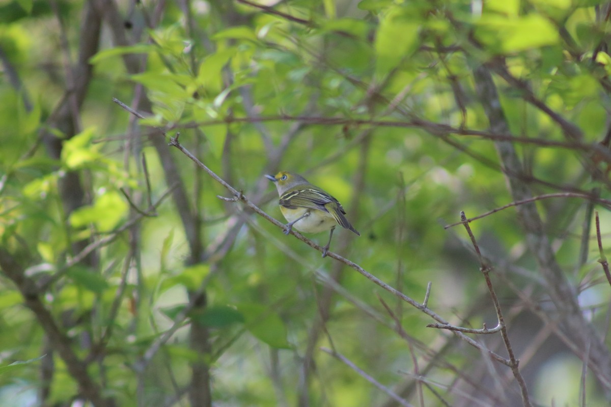 Ak Gözlü Vireo - ML620669036