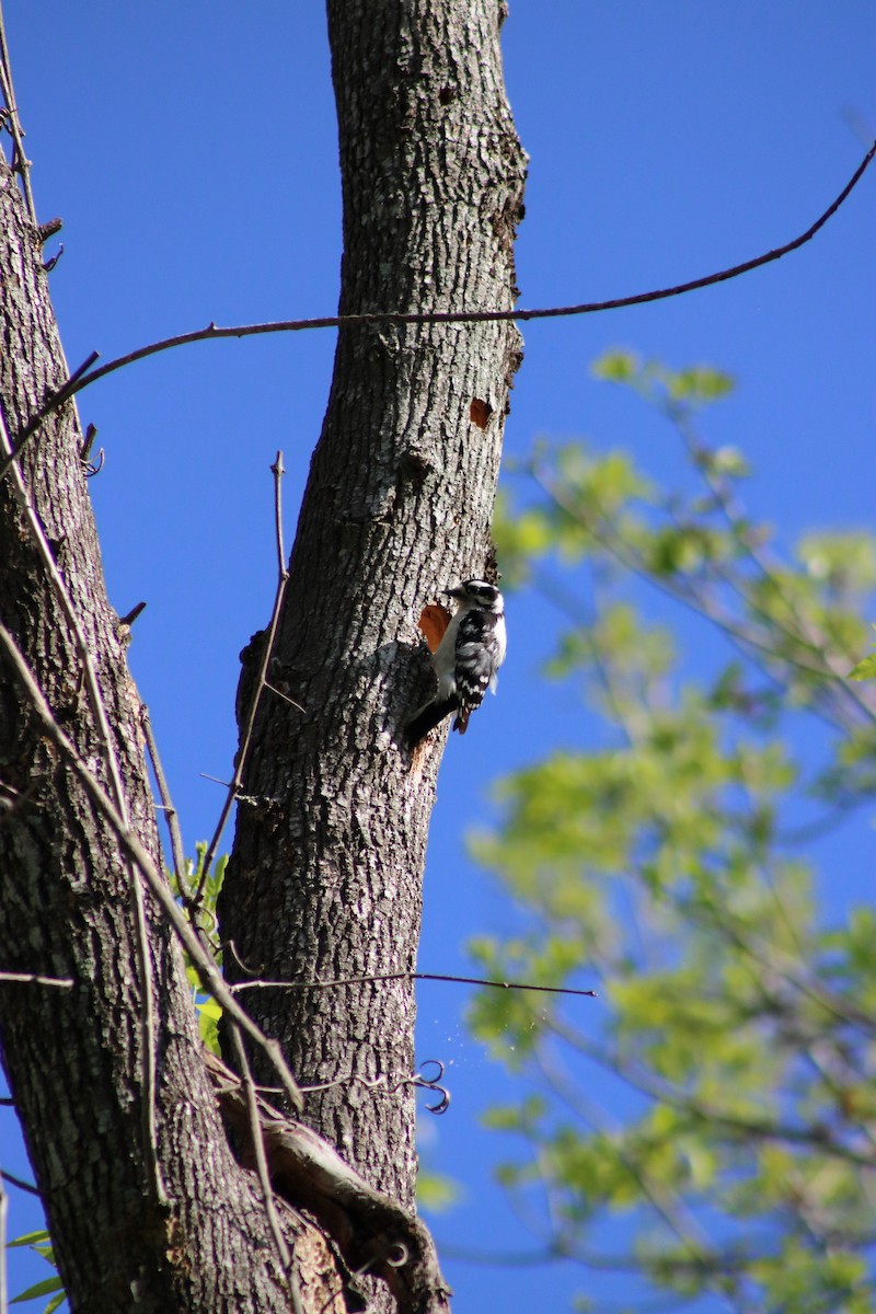 Downy Woodpecker - ML620669039