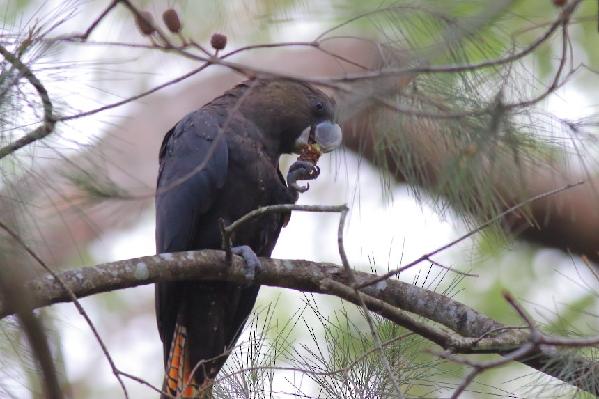 Glossy Black-Cockatoo - ML620669046