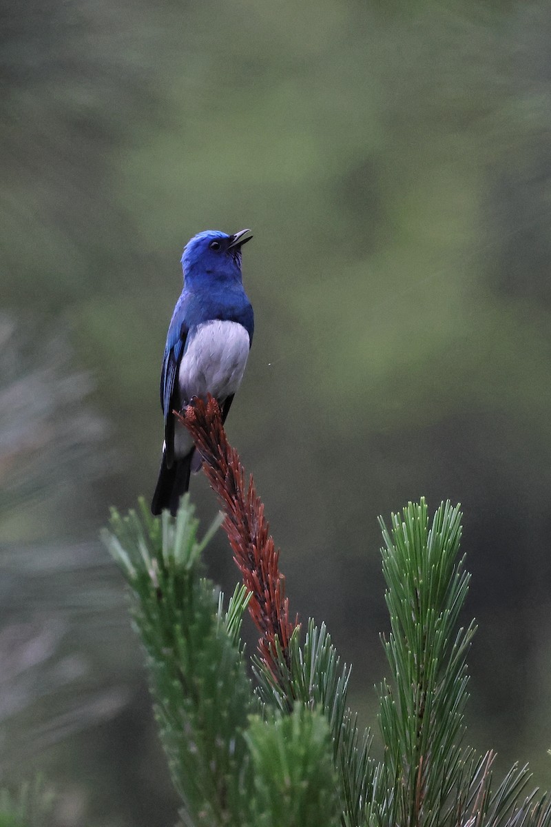 Zappey's Flycatcher - Cheng Qian